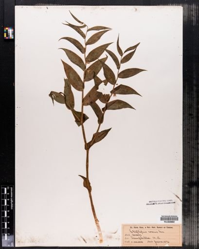 Streptopus roseus