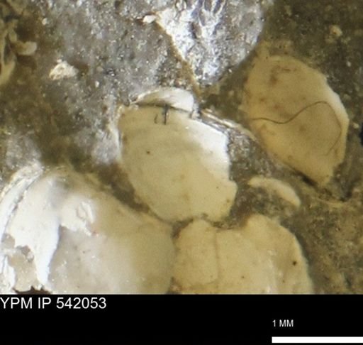 Corbulamella gregaria