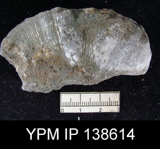 Spirifer sp.