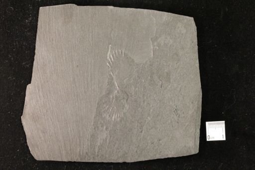 Cardiola sp.