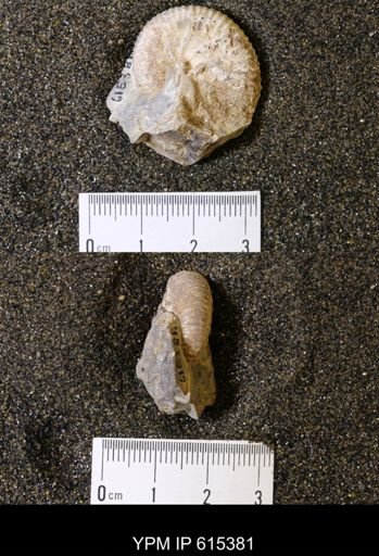 Discoscaphites sp.