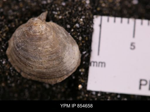 Limopsis striatopunctatus