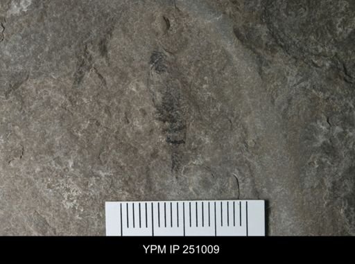 undet. Xiphosurida