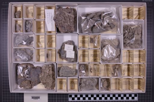mixed taxa, stratigraphic collection