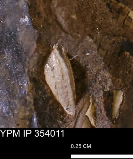 undet. Bivalvia