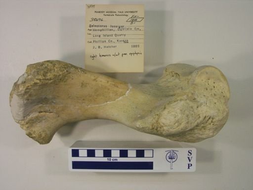 Teleoceras fossiger