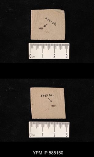 undet. Coleoptera