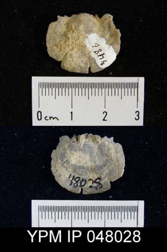 Mendacella lenticularis