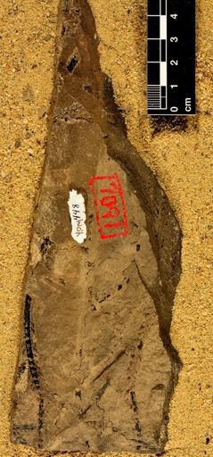 Archaeosigillaria sp.