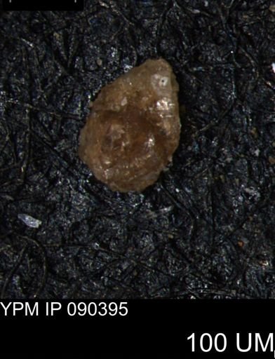 Ammobaculites euides