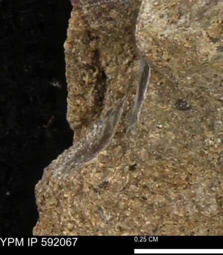 undet. Mollusca