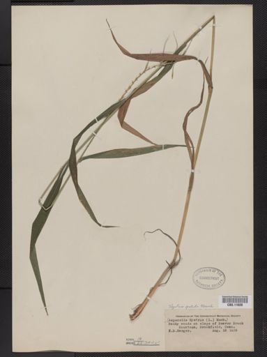 Elymus hystrix