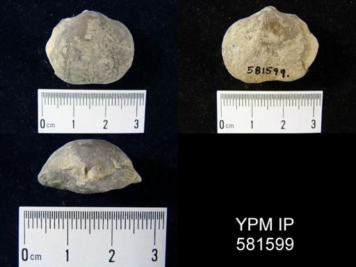 Schizophoria impressa