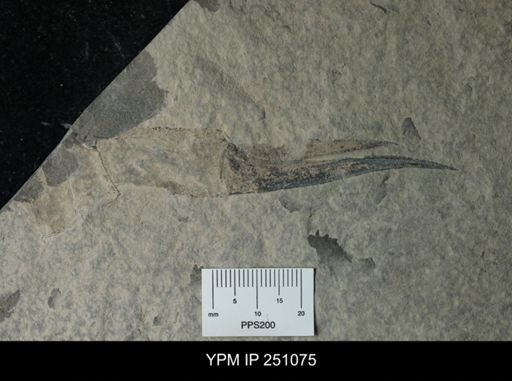 undet. Phyllocarida