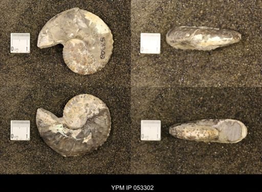 Discoscaphites conradi