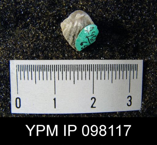 Gypidula roemeri