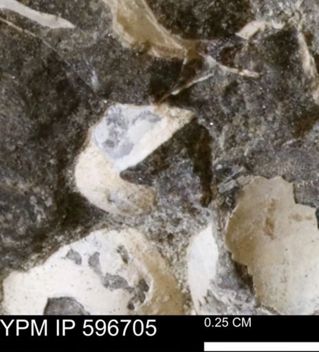 undet. Mollusca