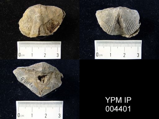 Spirifer mediotextus