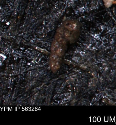 Verneuilinoides hectori