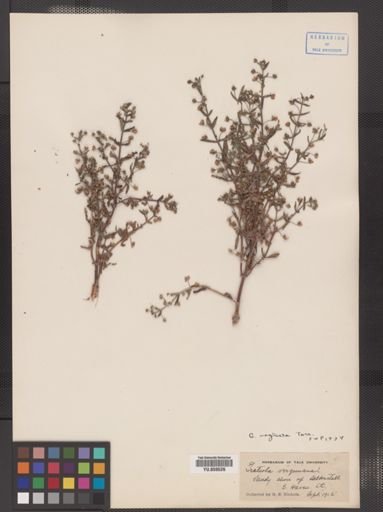 Gratiola neglecta