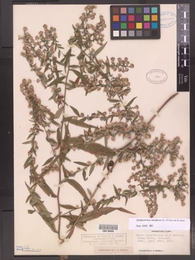 Symphyotrichum lateriflorum