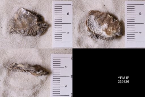 Scaphites whitfieldi