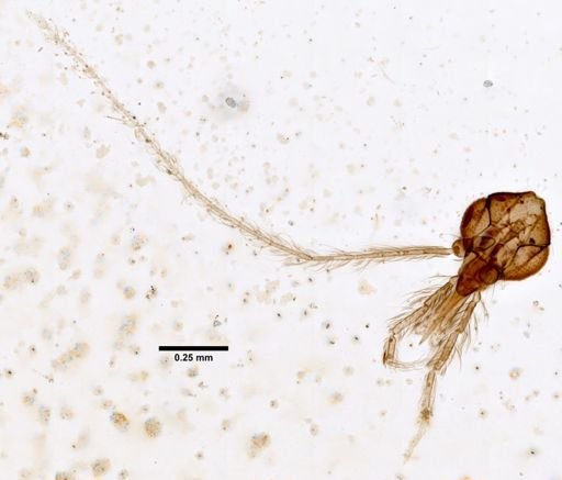 Lutzomyia gaminarai