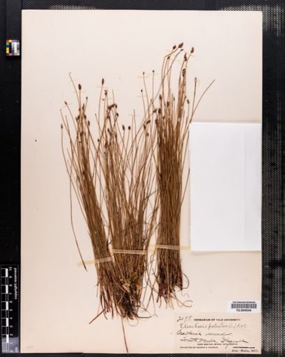 Eleocharis palustris
