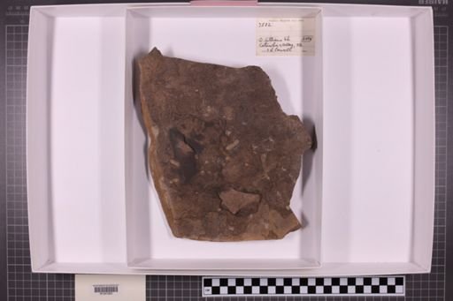 mixed taxa, stratigraphic collection
