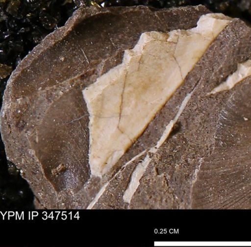 undet. Bivalvia