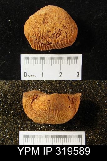 Productus sp.