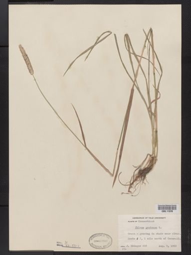 Phleum pratense