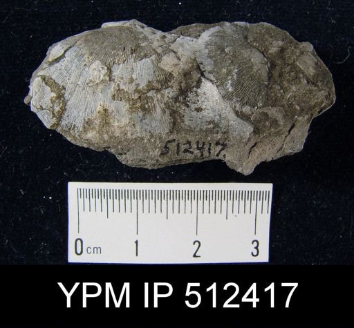 Chonetes sp.