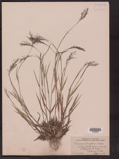 Panicum tsugetorum