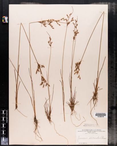 Juncus secundus