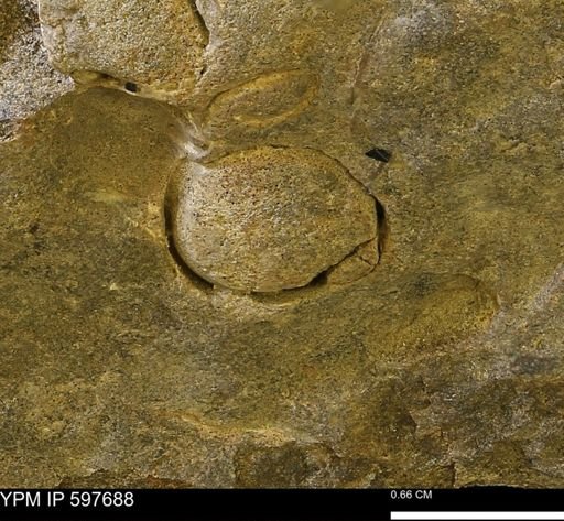 undet. Bivalvia