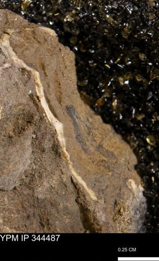 undet. Mollusca