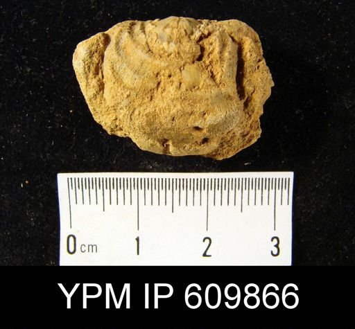 Leptaena rhomboidalis