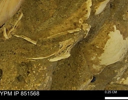 Limopsis striatopunctatus