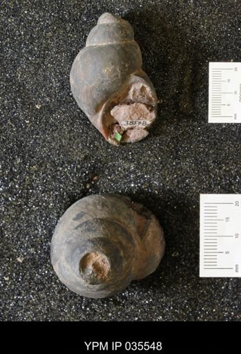 Campeloma harlowtonensis