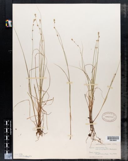 Carex canescens