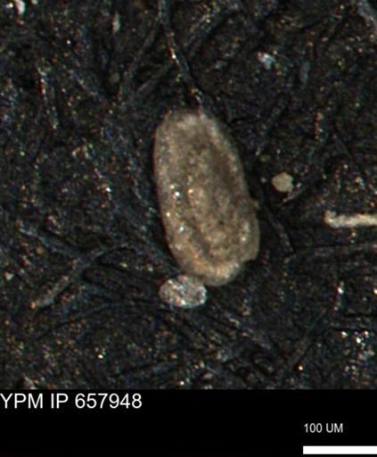 Miliammina ischnia