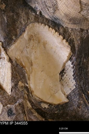 Parallelodon (Cosmetodon)?