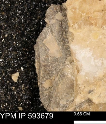 Baculites sp.