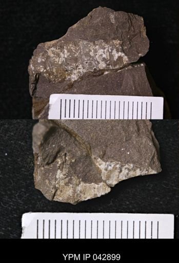 Syncarida?