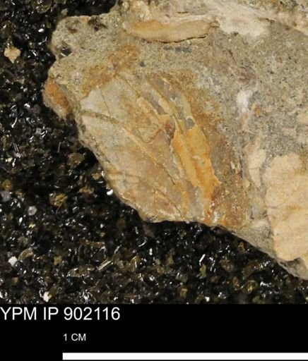 undet. Inoceramidae