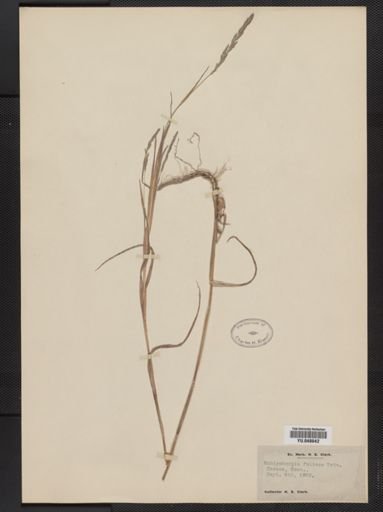 Muhlenbergia foliosa