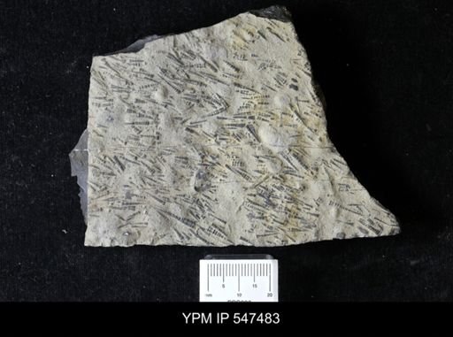 Tentaculites gyracanthus