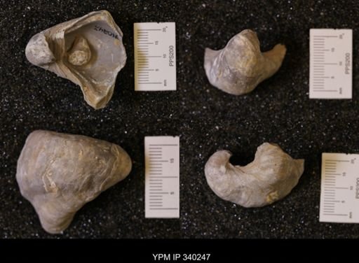 Gryphaea marcoui