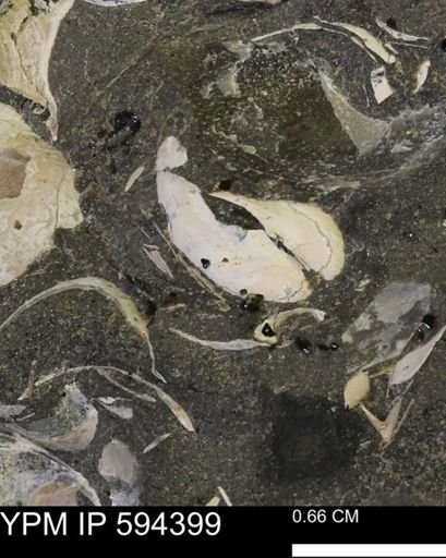 undet. Bivalvia